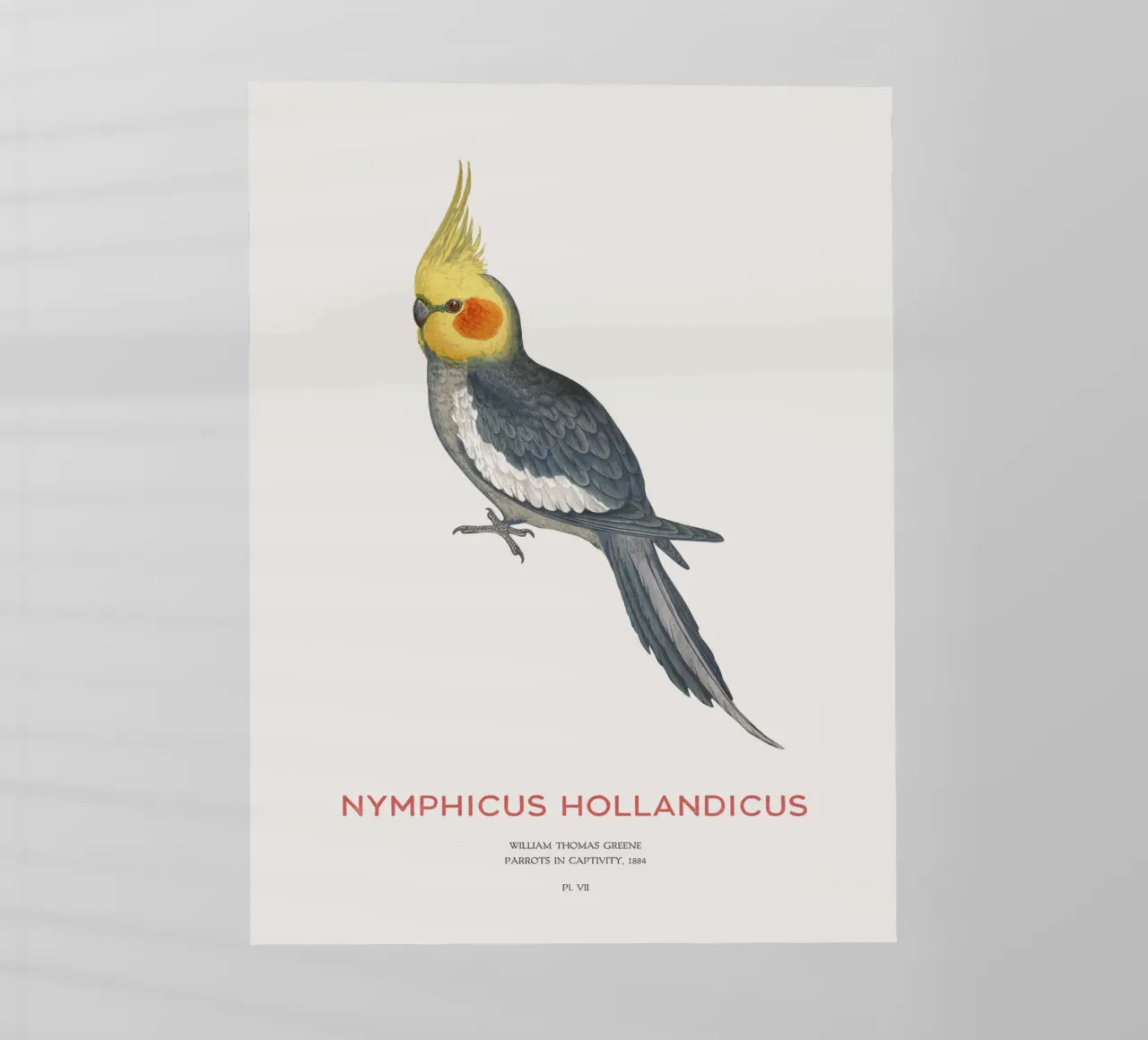 Cacatua o Nymphicus hollandicus pellicola backlit da Vintagrafica