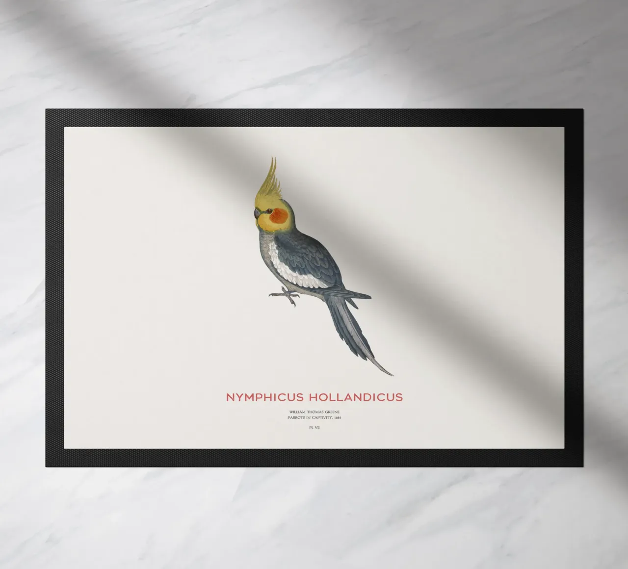 Cacatua o Nymphicus hollandicus zerbino da Vintagrafica