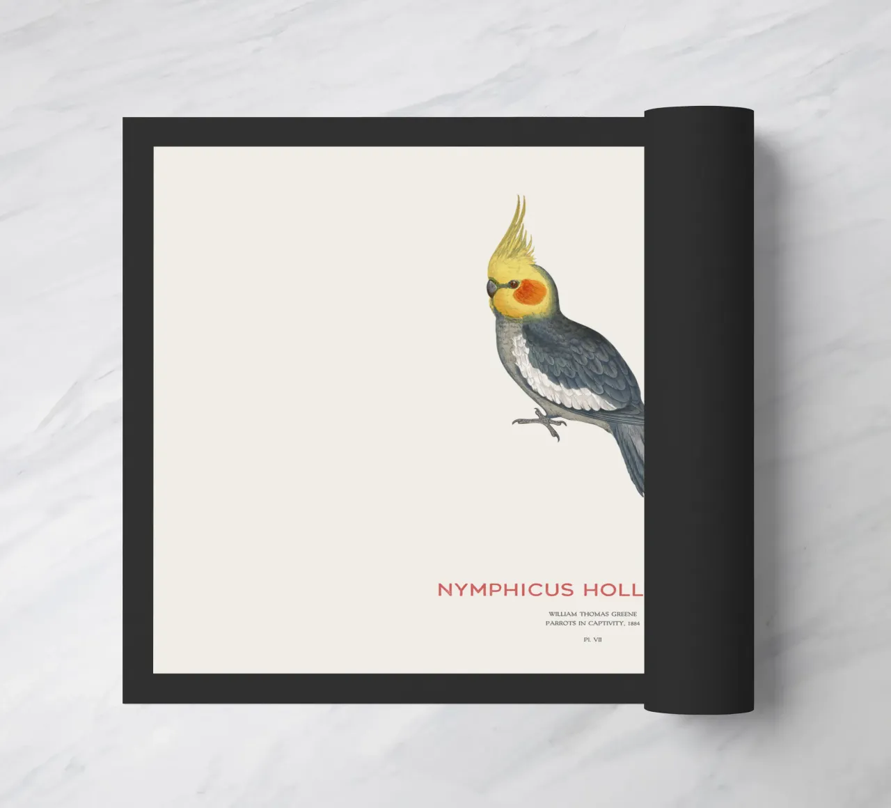 Cacatua o Nymphicus hollandicus zerbino da Vintagrafica