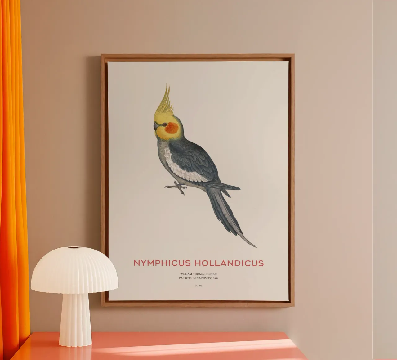 Cacatua o Nymphicus hollandicus tela con Cornice a cassetta da Vintagrafica