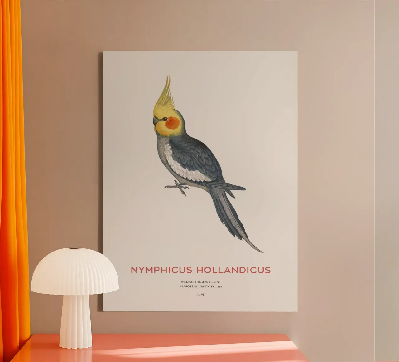 Cacatua o Nymphicus hollandicus tela con Cornice a cassetta da Vintagrafica