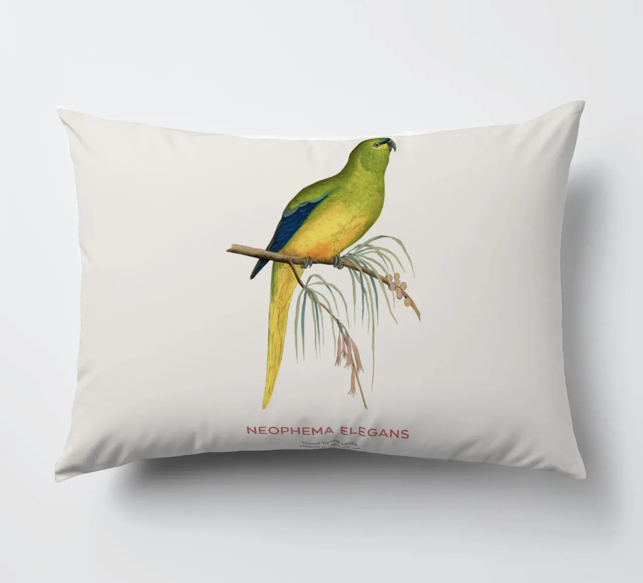 Pappagallo elegante o Neophema elegans cuscino da Vintagrafica