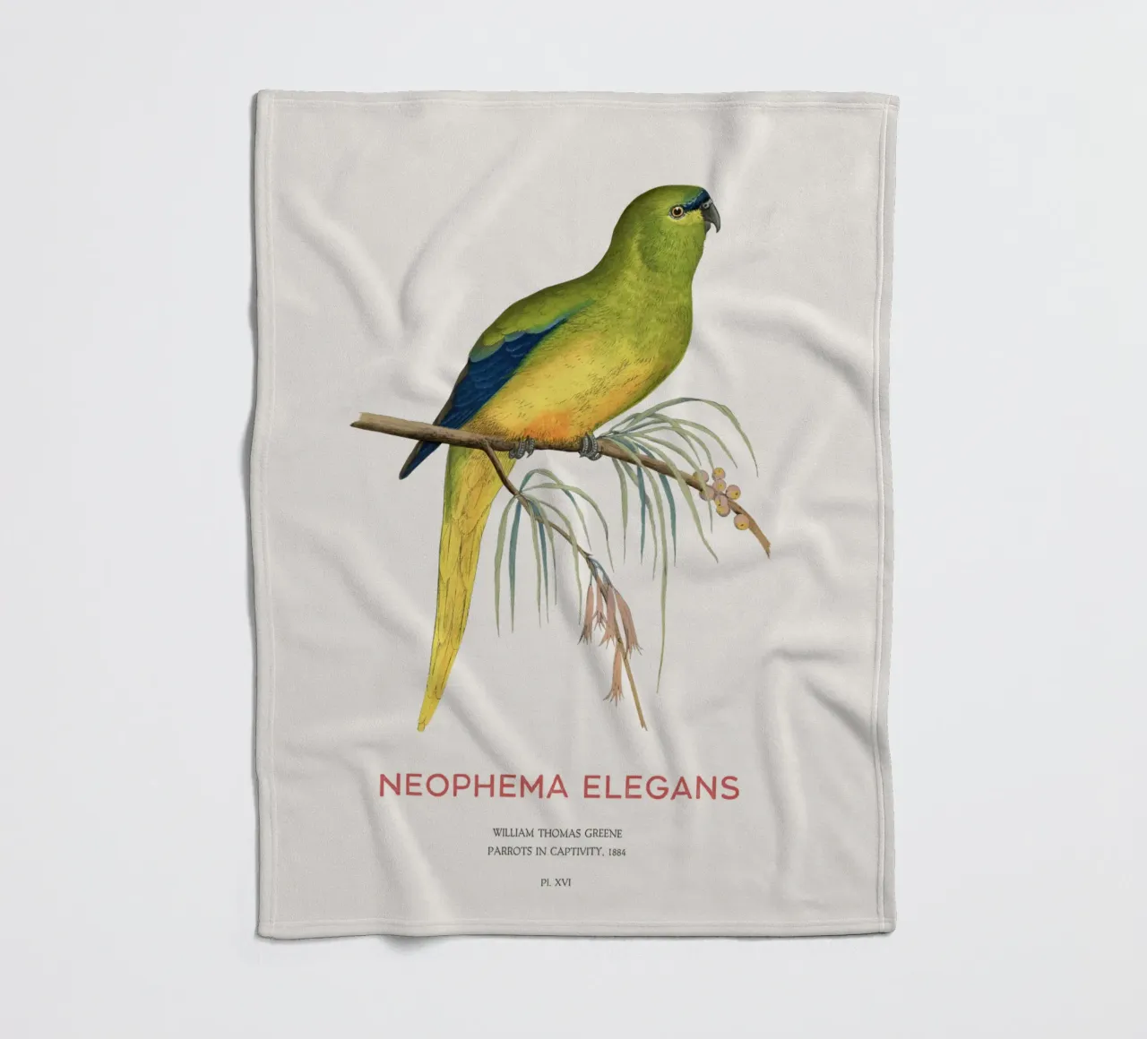 Pappagallo elegante o Neophema elegans coperta in pile da Vintagrafica