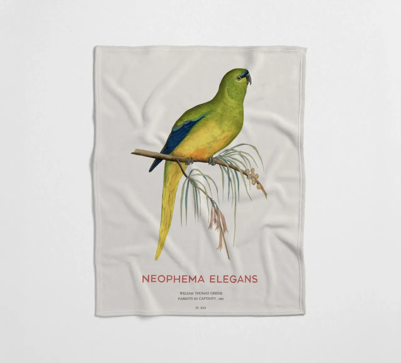 Pappagallo elegante o Neophema elegans coperta in pile da Vintagrafica