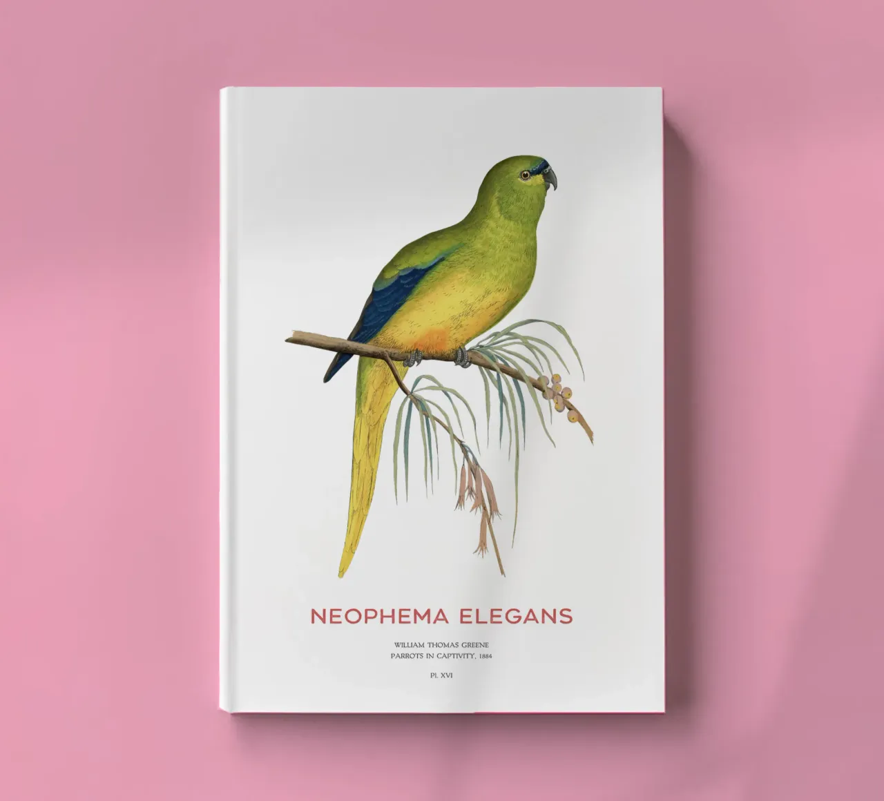 Elegant parrot or Neophema elegans notebook by Vintagrafica