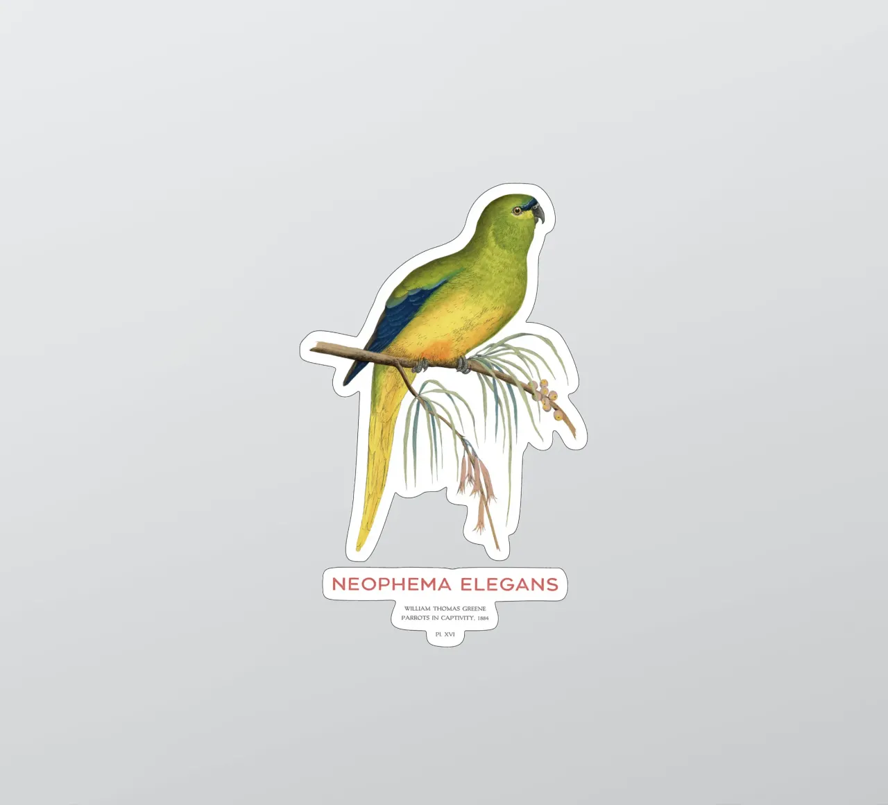 Eleganter Papagei oder Neophema elegans Sticker von Vintagrafica