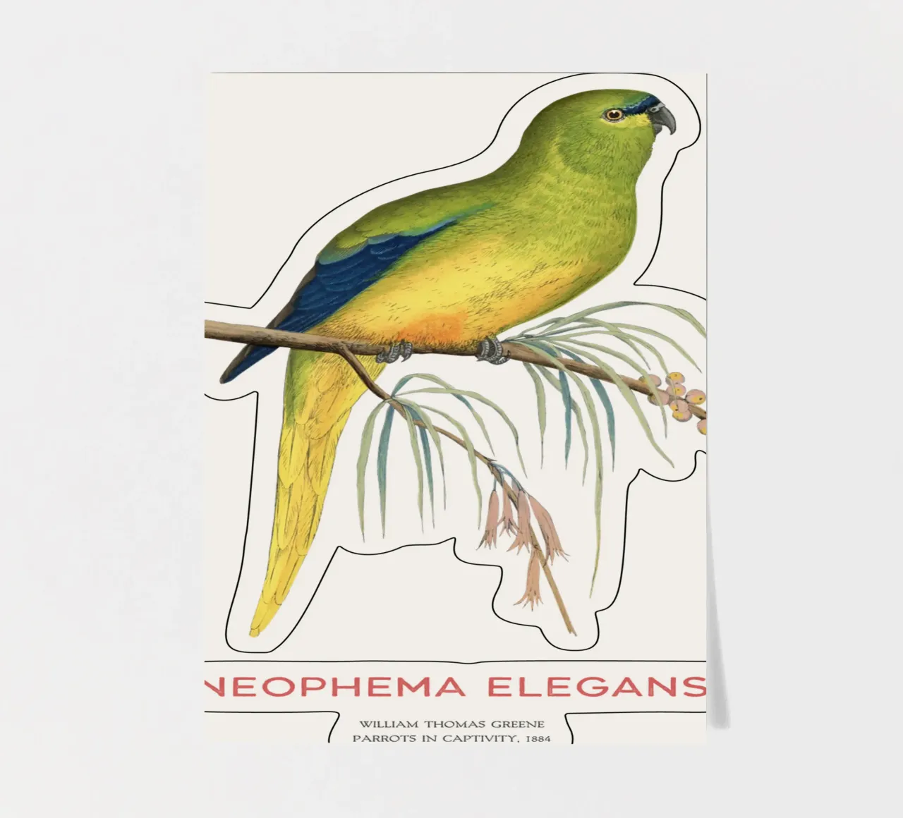 Eleganter Papagei oder Neophema elegans Stickerbogen von Vintagrafica
