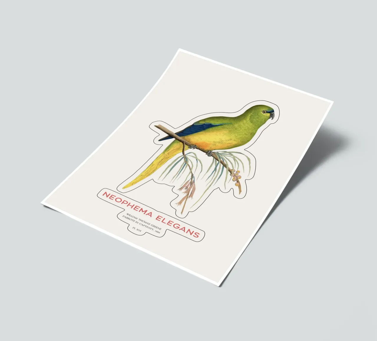 Eleganter Papagei oder Neophema elegans Stickerbogen von Vintagrafica