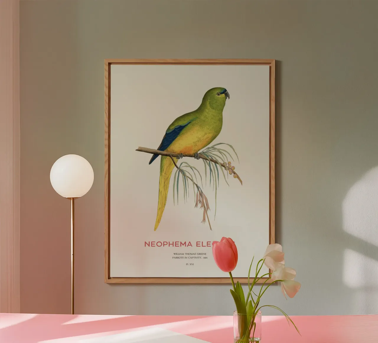 Pappagallo elegante o Neophema elegans alluminio dibond da Vintagrafica