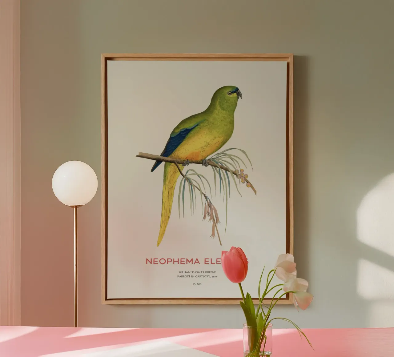 Eleganter Papagei oder Neophema elegans Leinwand mit Schattenfugenrahmen von Vintagrafica