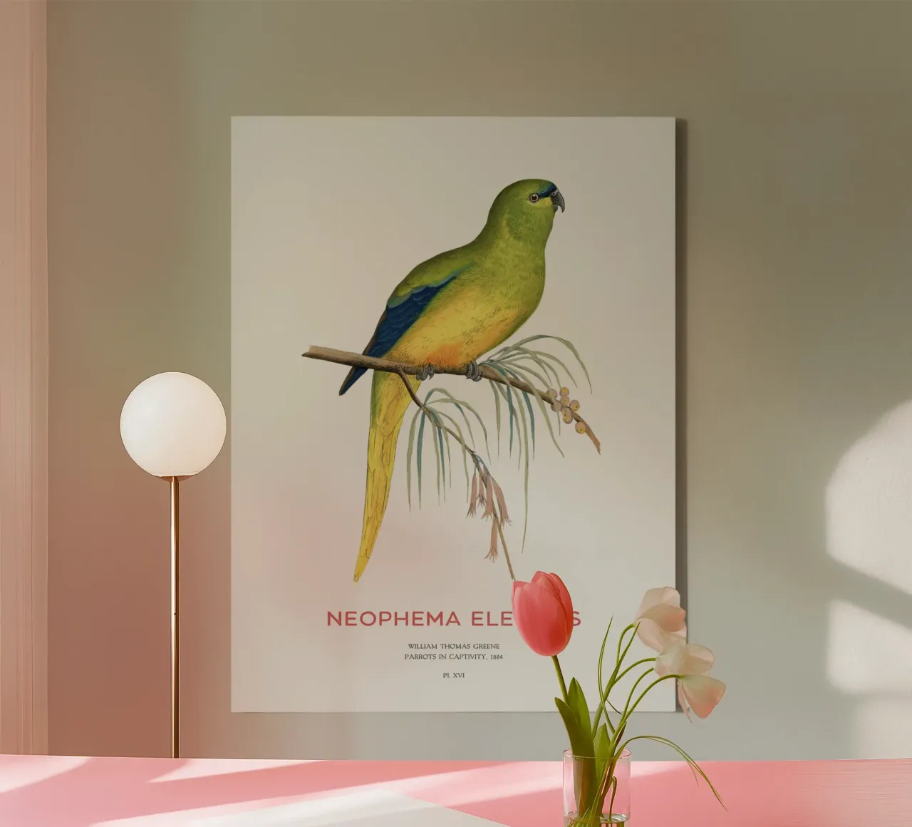 Eleganter Papagei oder Neophema elegans Leinwand mit Schattenfugenrahmen von Vintagrafica