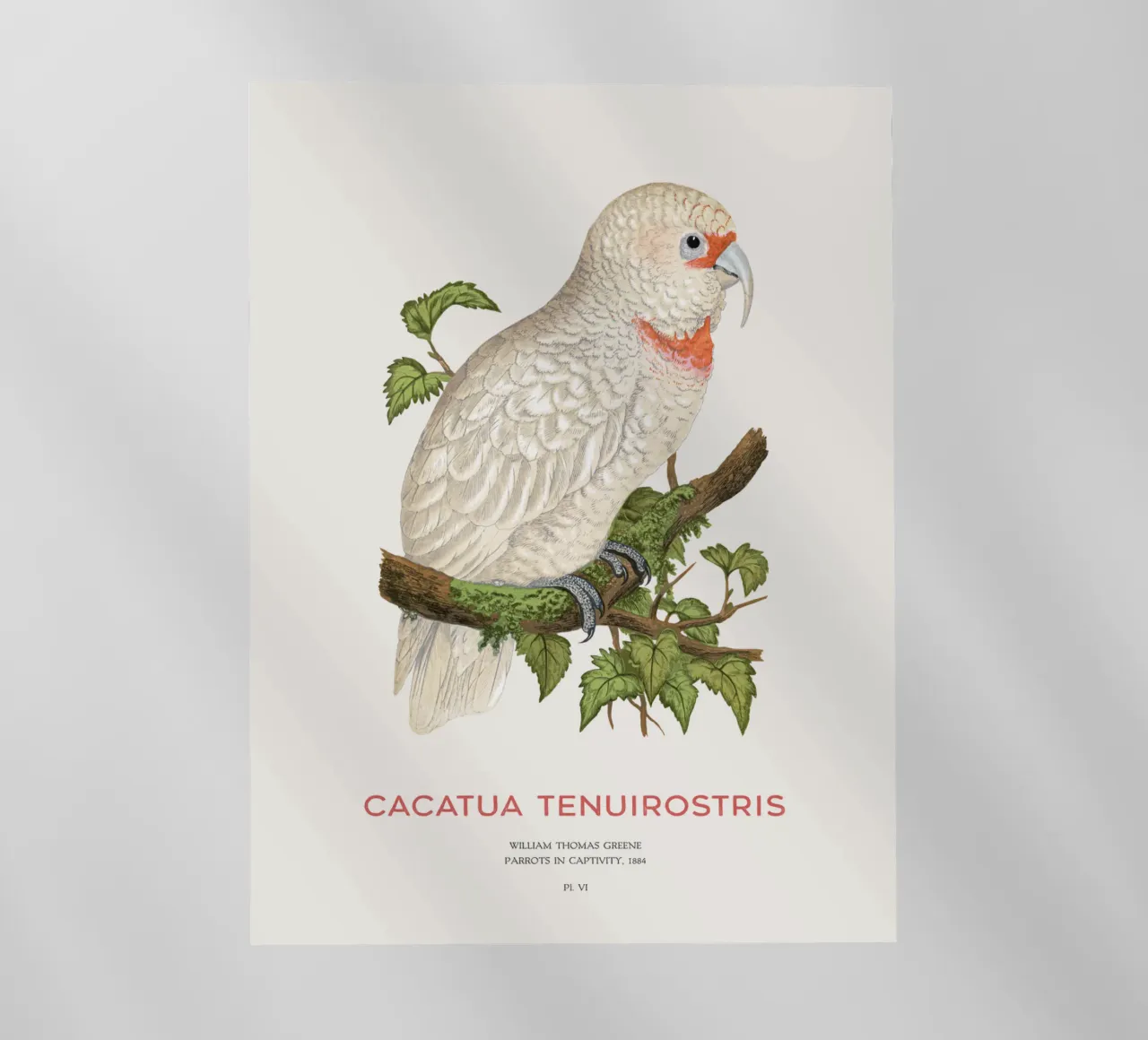 Long-billed corella or Cacatua tenuirostris pellicola backlit da Vintagrafica