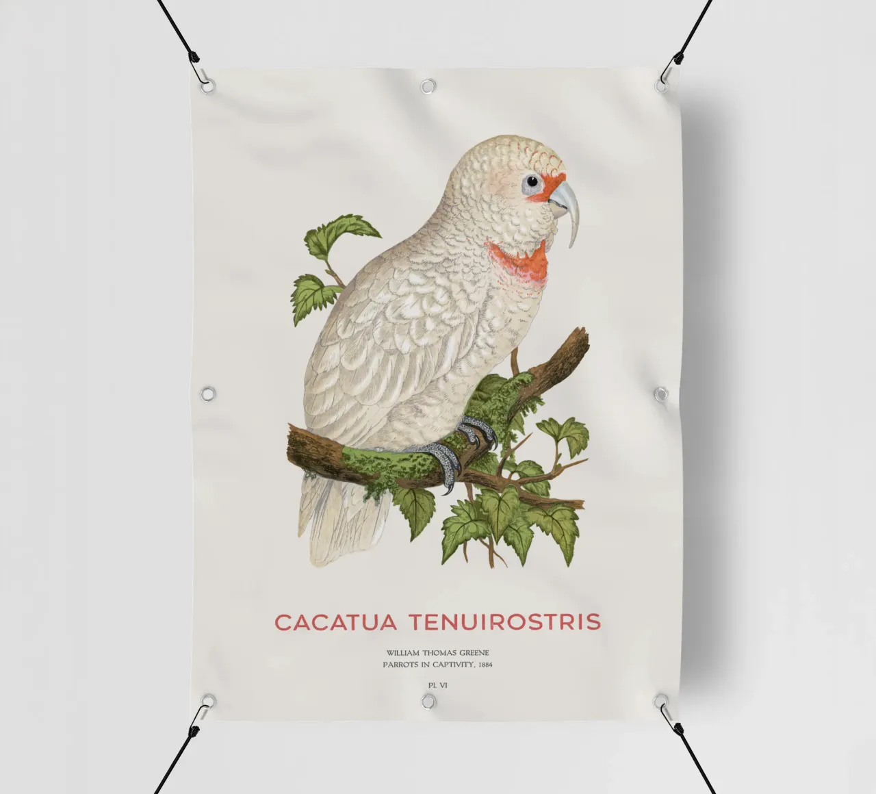 Langschnabelkakadu oder Cacatua tenuirostris PVC Plane von Vintagrafica