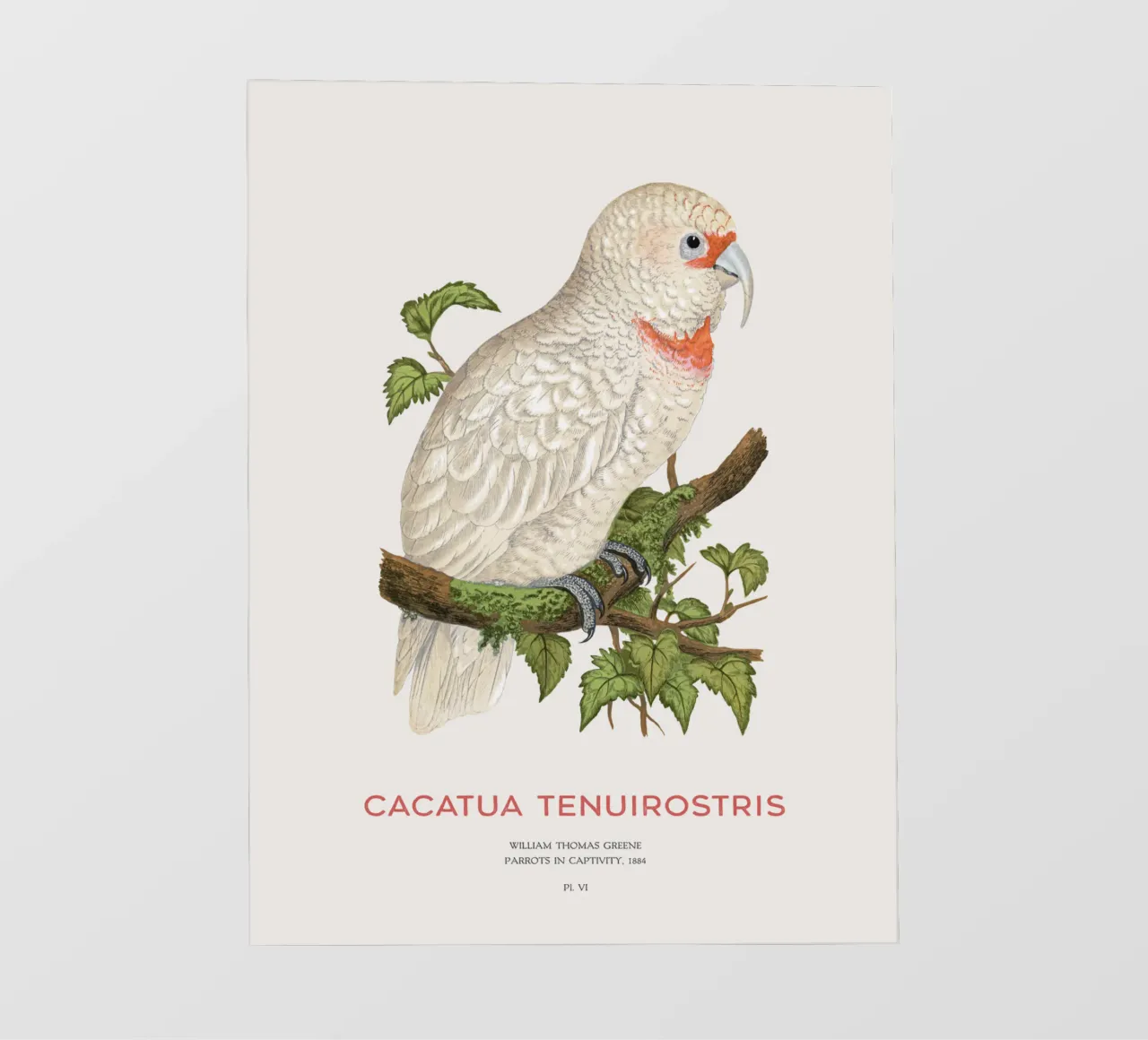 Langschnabelkakadu oder Cacatua tenuirostris PVC Plane von Vintagrafica