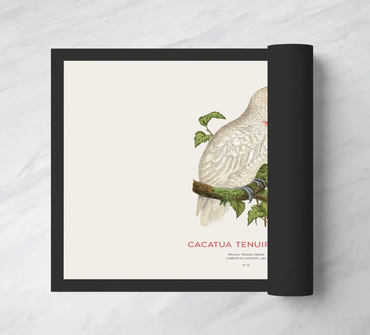 Langschnabelkakadu oder Cacatua tenuirostris Fußmatte von Vintagrafica