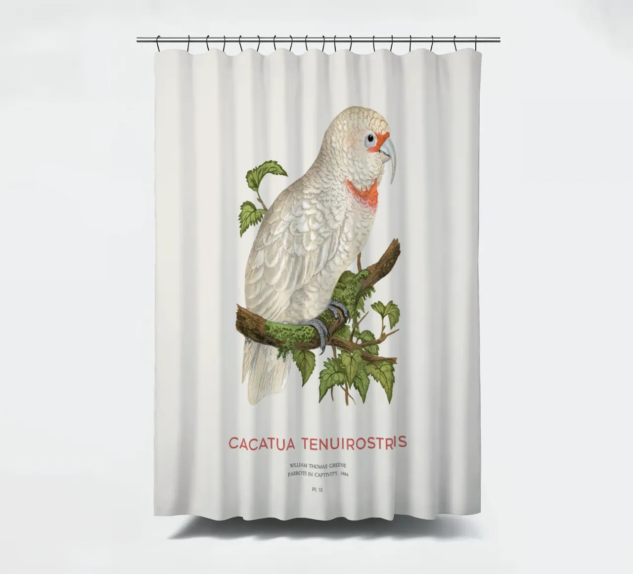 Langschnabelkakadu oder Cacatua tenuirostris Duschvorhang von Vintagrafica