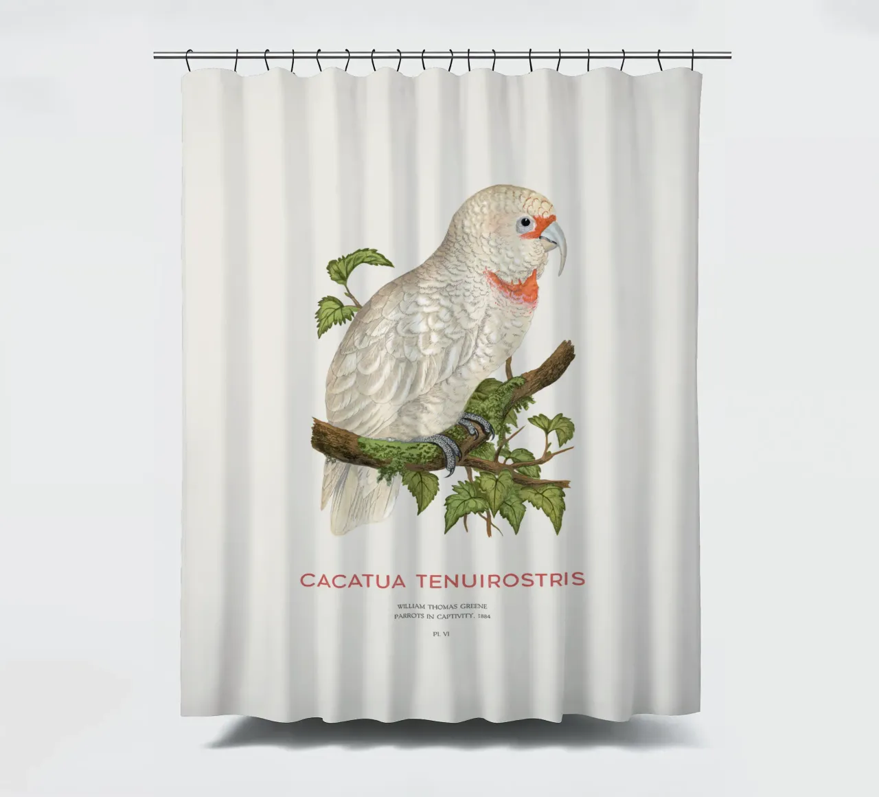 Langschnabelkakadu oder Cacatua tenuirostris Duschvorhang von Vintagrafica