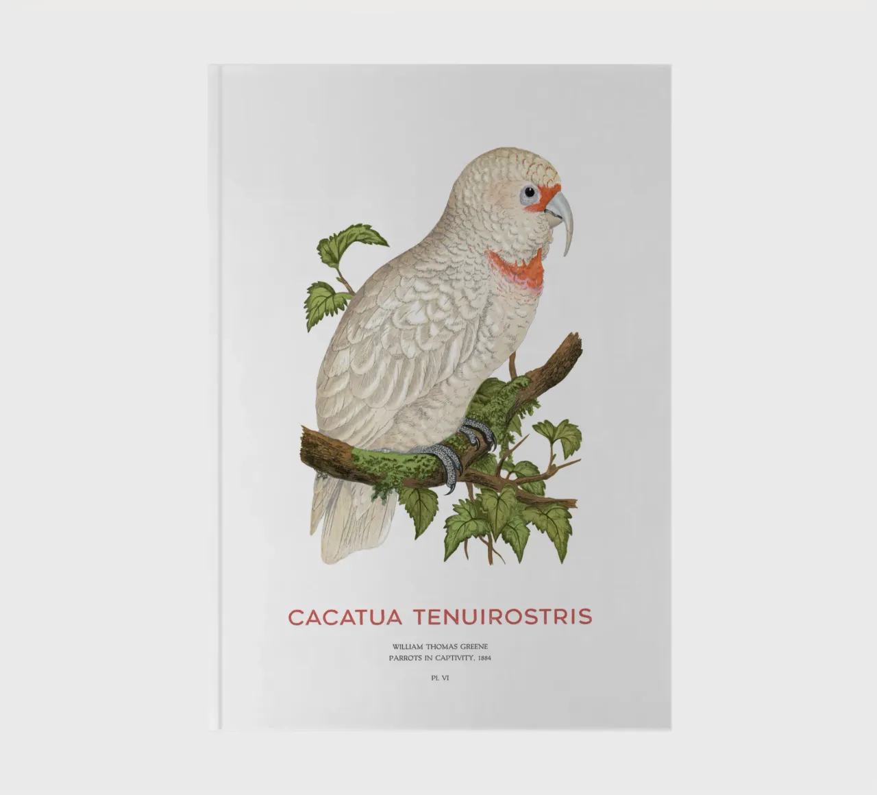 Long-billed corella or Cacatua tenuirostris notebook by Vintagrafica