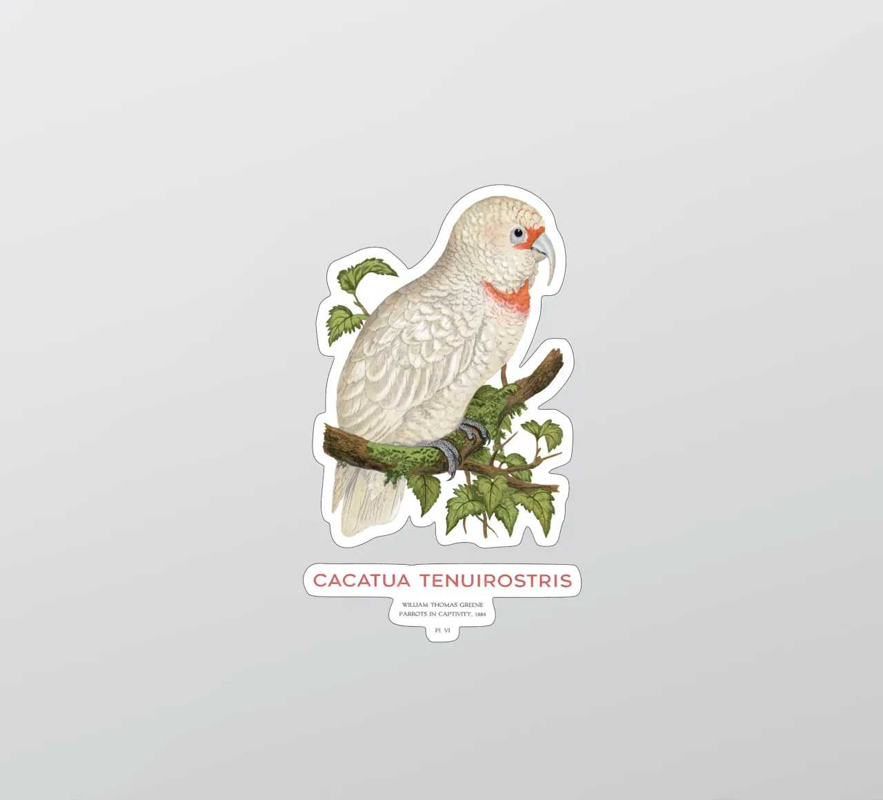 Langschnabelkakadu oder Cacatua tenuirostris Sticker von Vintagrafica