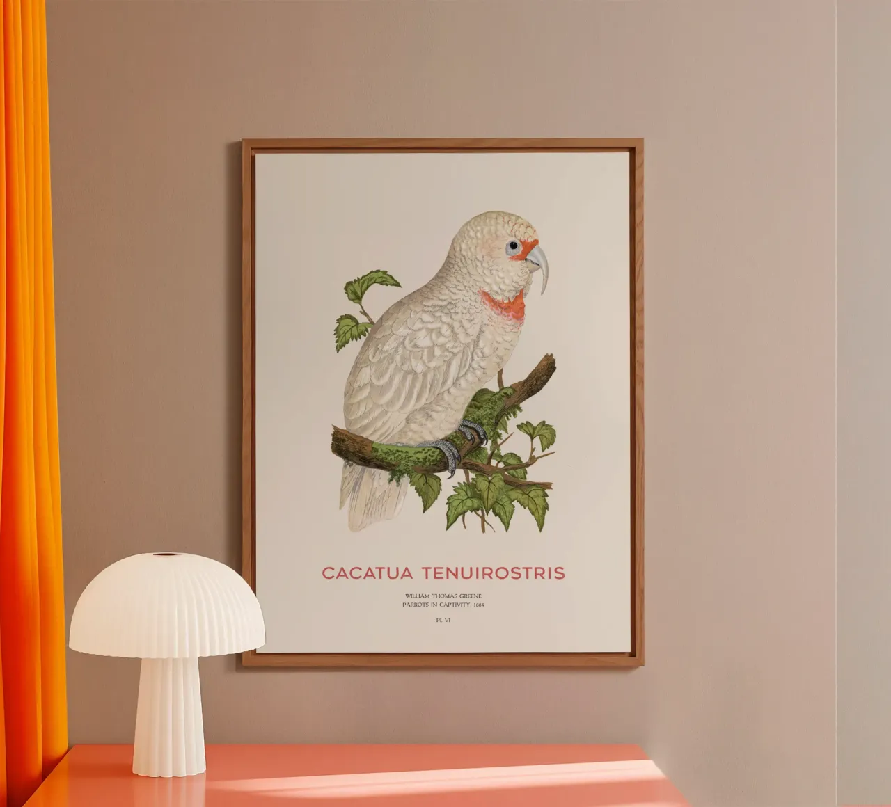 Langschnabelkakadu oder Cacatua tenuirostris Alu-Dibond von Vintagrafica