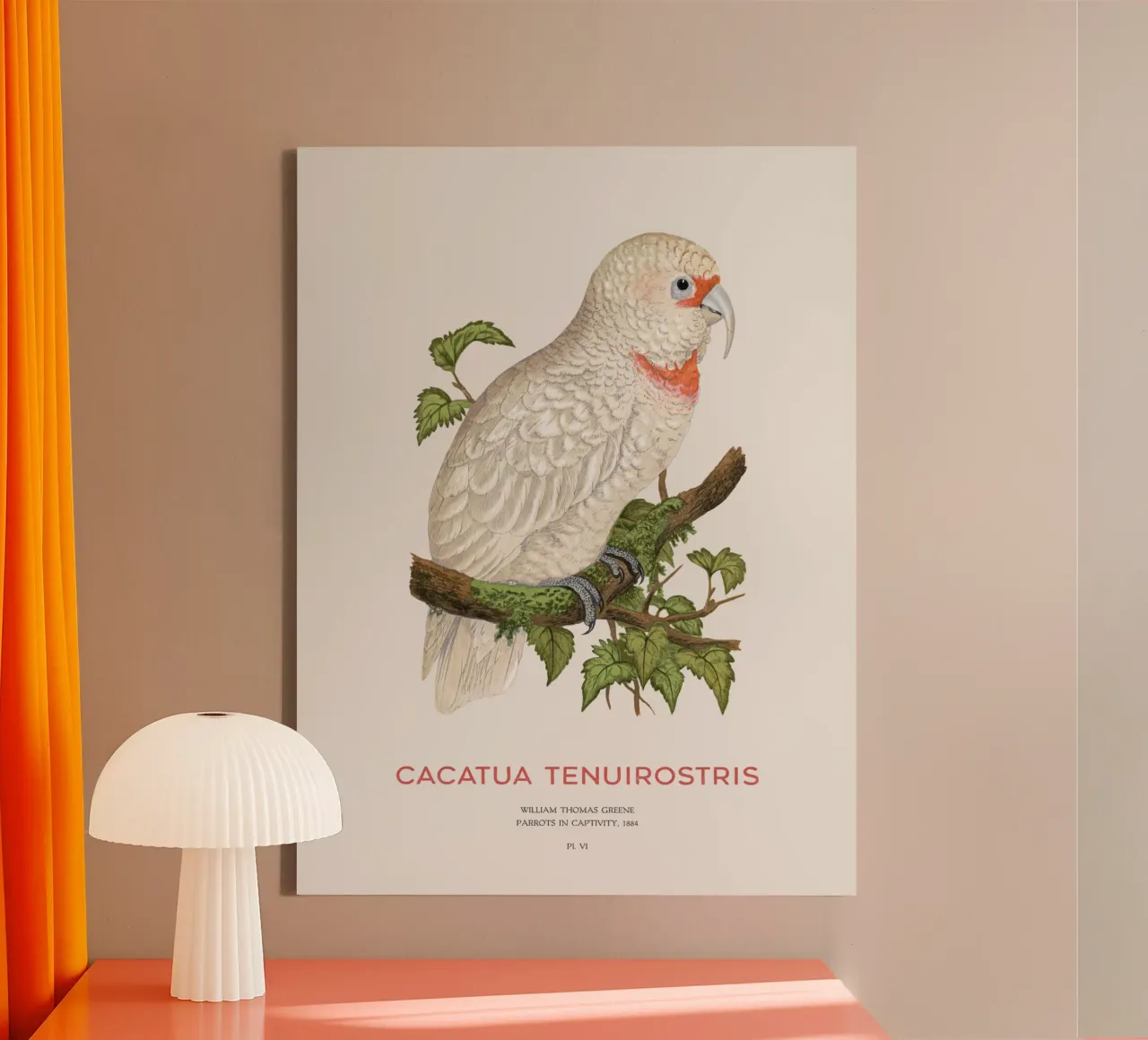 Langschnabelkakadu oder Cacatua tenuirostris Leinwand von Vintagrafica