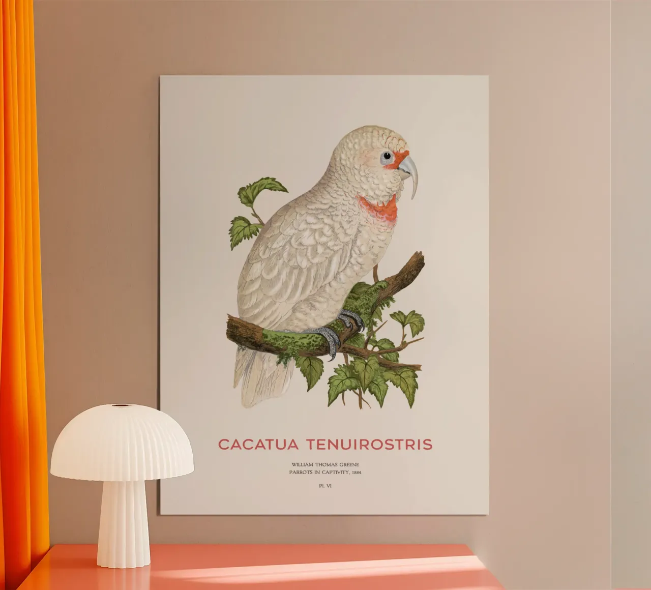 Langschnabelkakadu oder Cacatua tenuirostris Hahnemühle von Vintagrafica