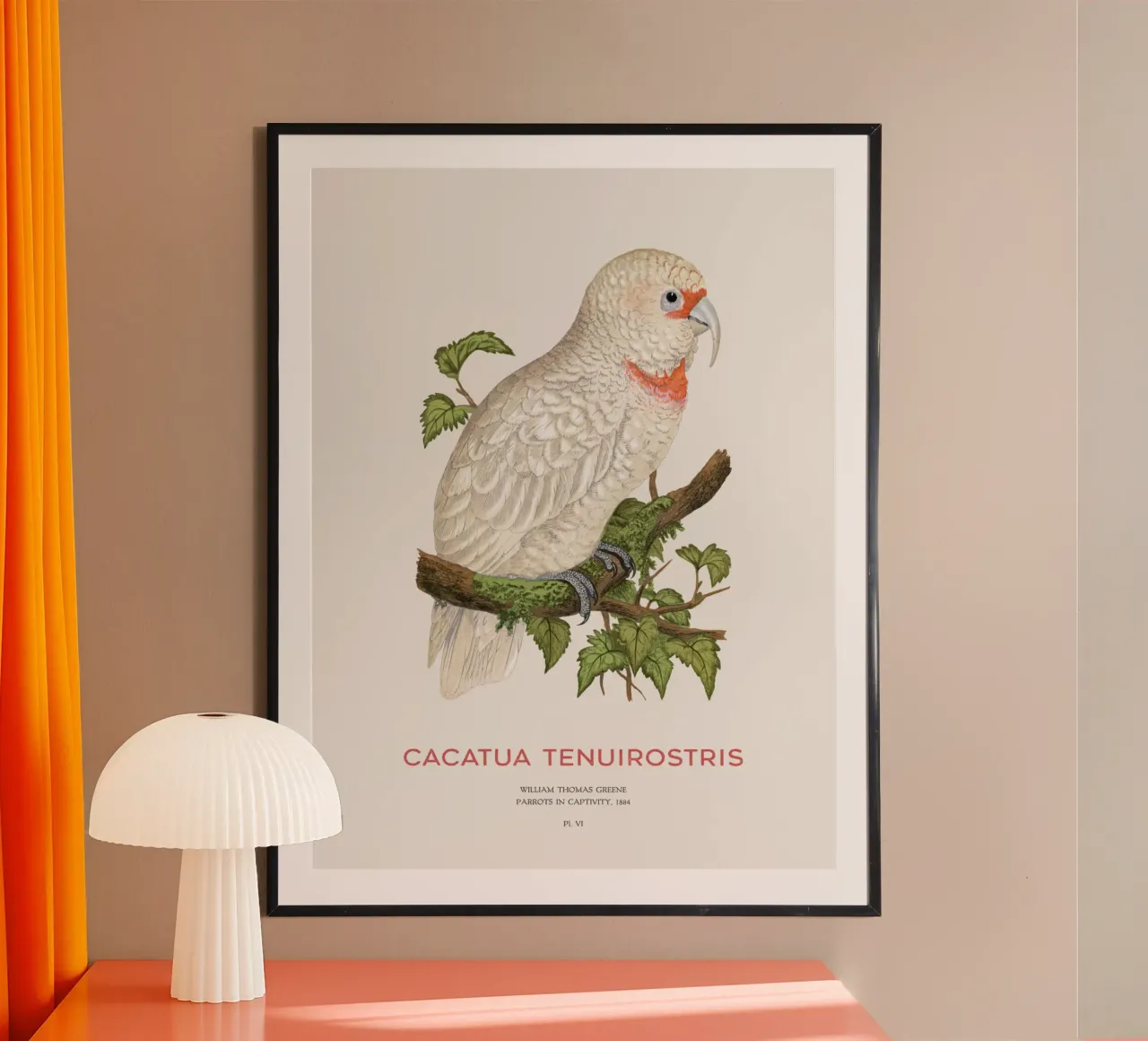 Langschnabelkakadu oder Cacatua tenuirostris Hahnemühle von Vintagrafica