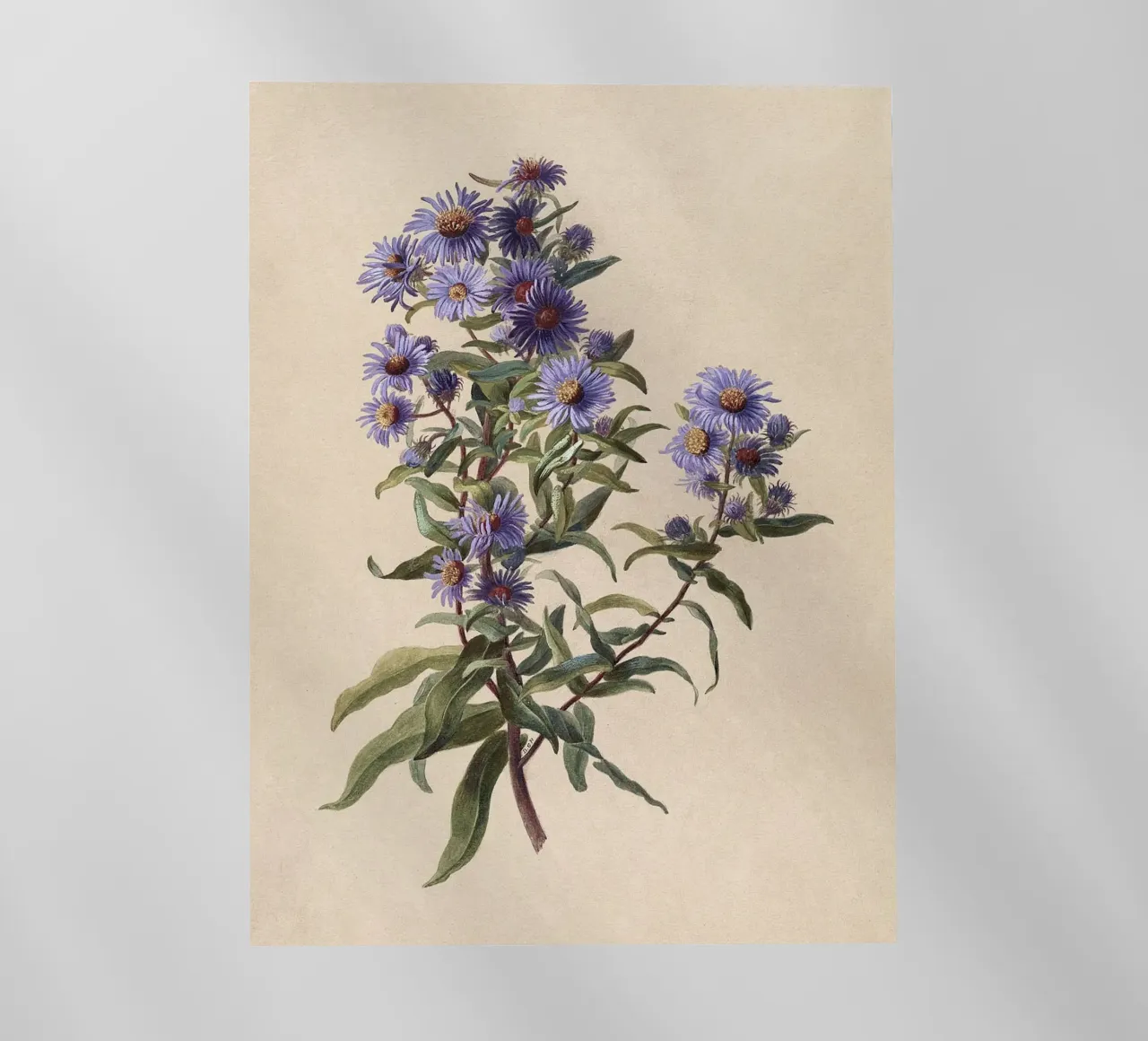 Aster viola pellicola backlit da Botanical