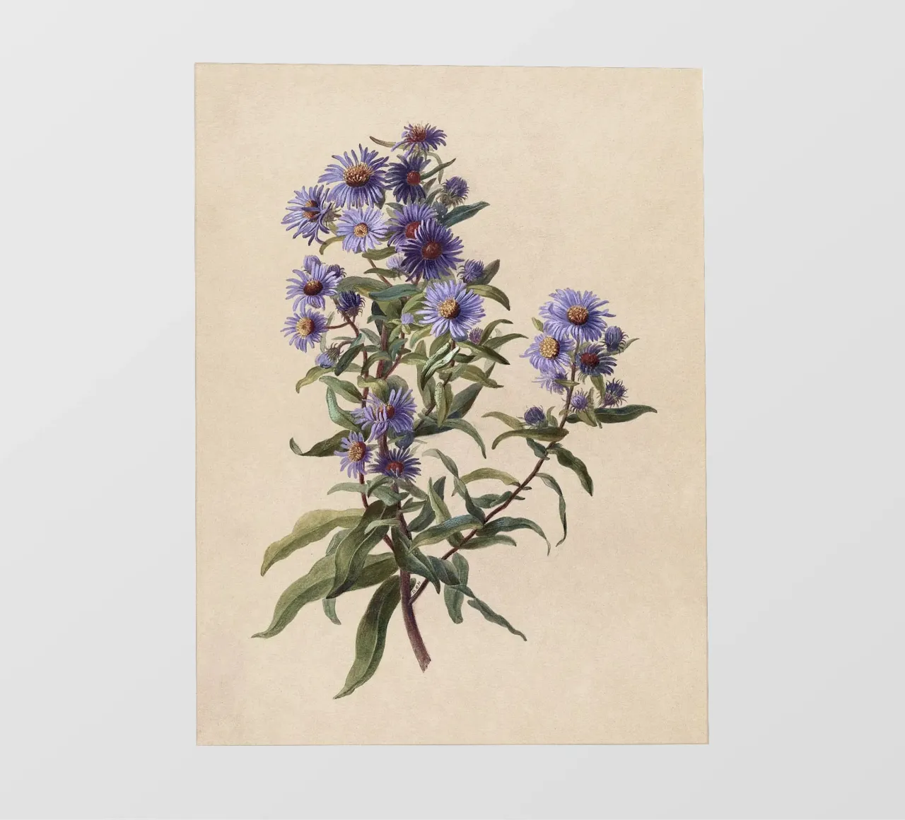 Aster viola pellicola backlit da Botanical