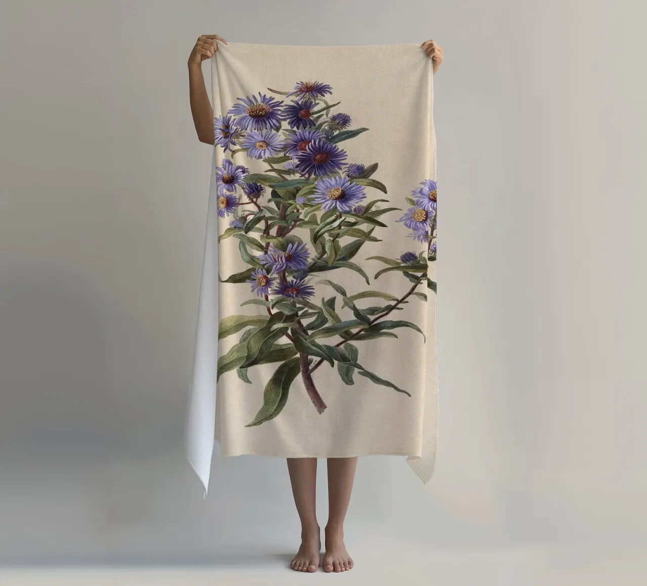 Aster viola telo mare da Botanical