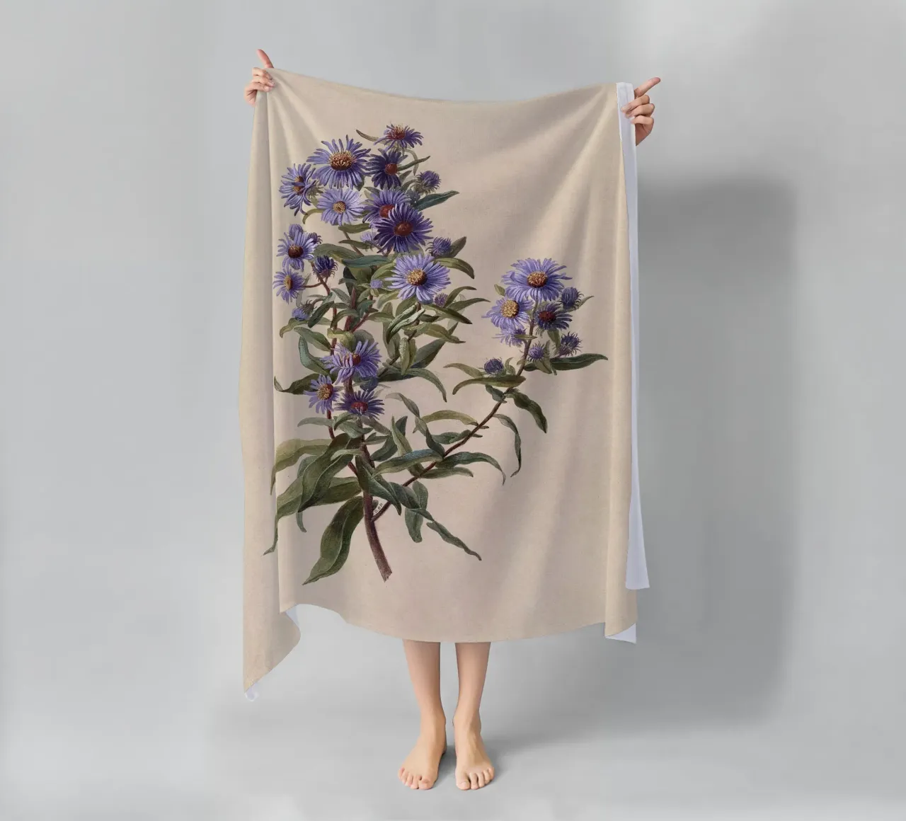 Aster viola telo mare da Botanical