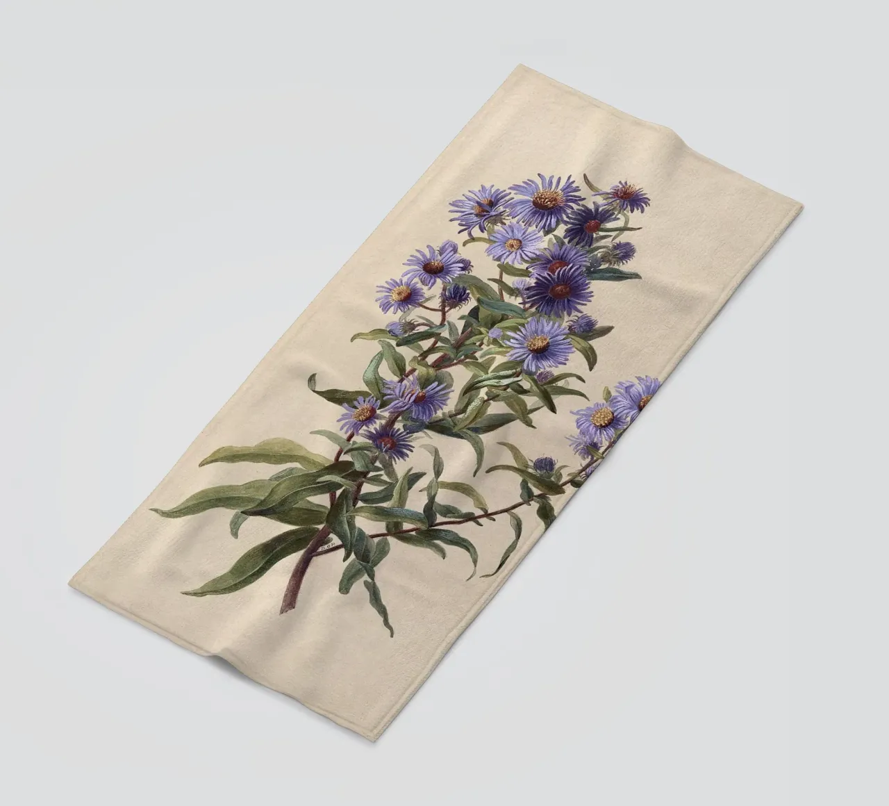 Aster viola telo mare da Botanical