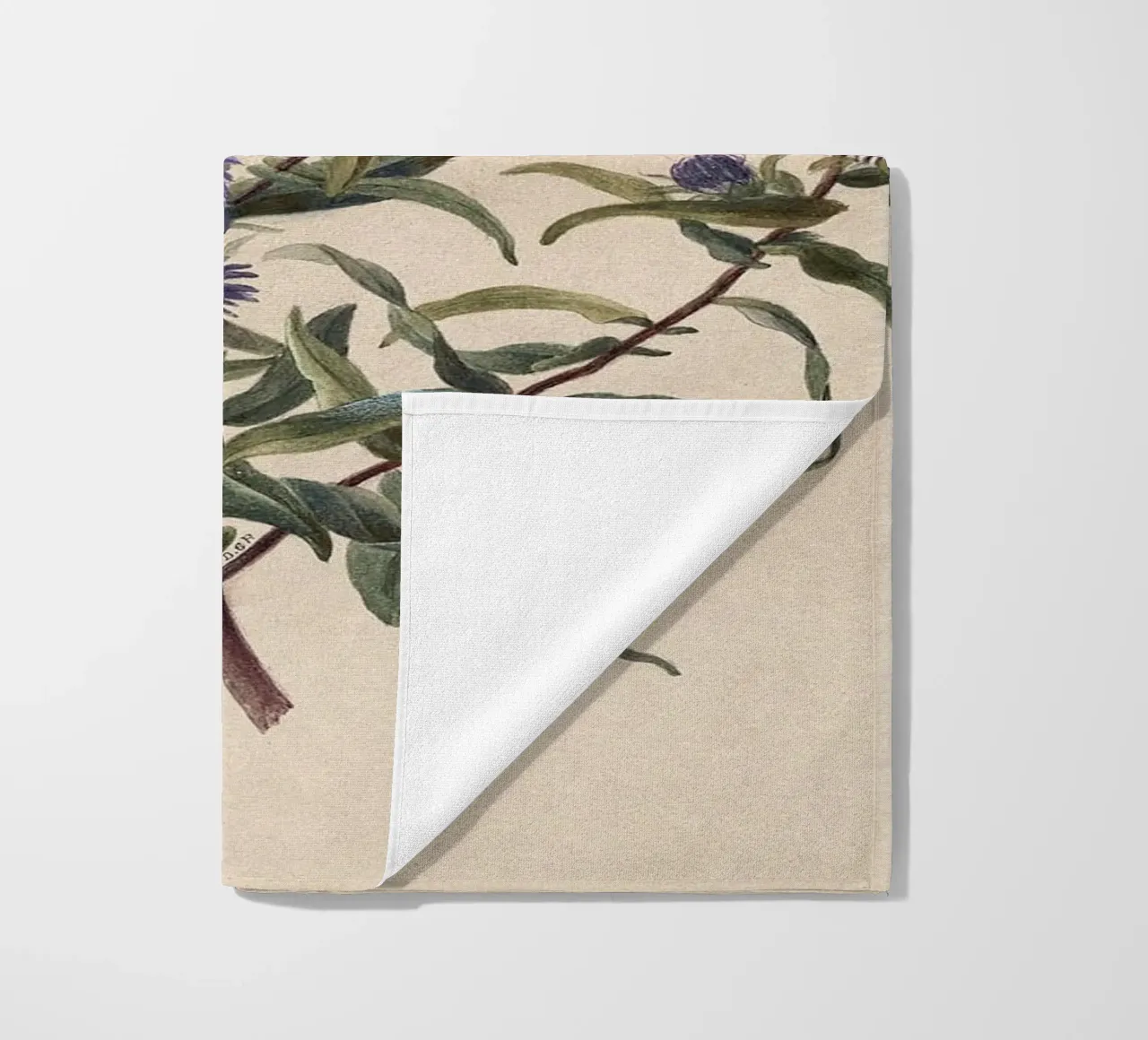 Aster viola telo mare da Botanical