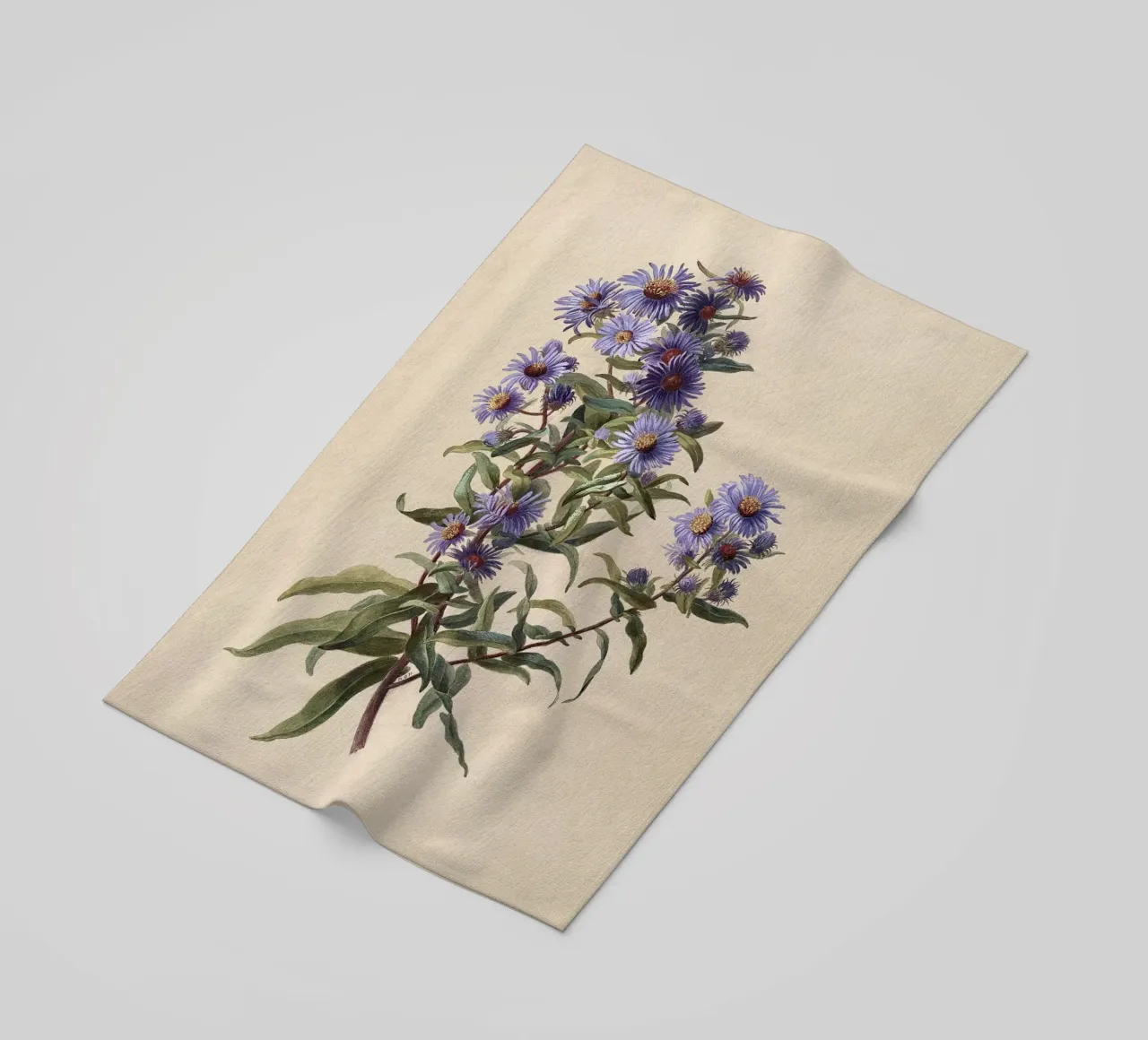 Aster viola telo mare da Botanical