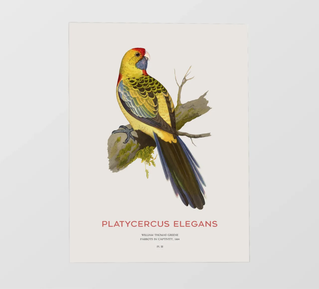 Rosella gialla o Platycercus elegans pellicola backlit da Vintagrafica