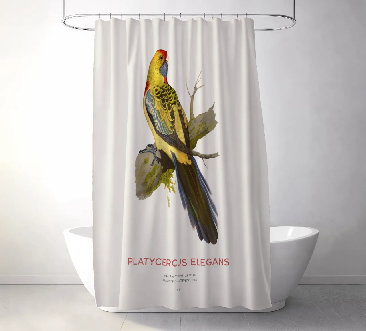 Gelbe Rosella oder Platycercus elegans Duschvorhang von Vintagrafica