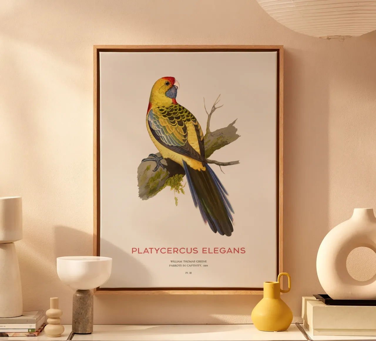 Gele rosella of Platycercus elegans canvas van Vintagrafica