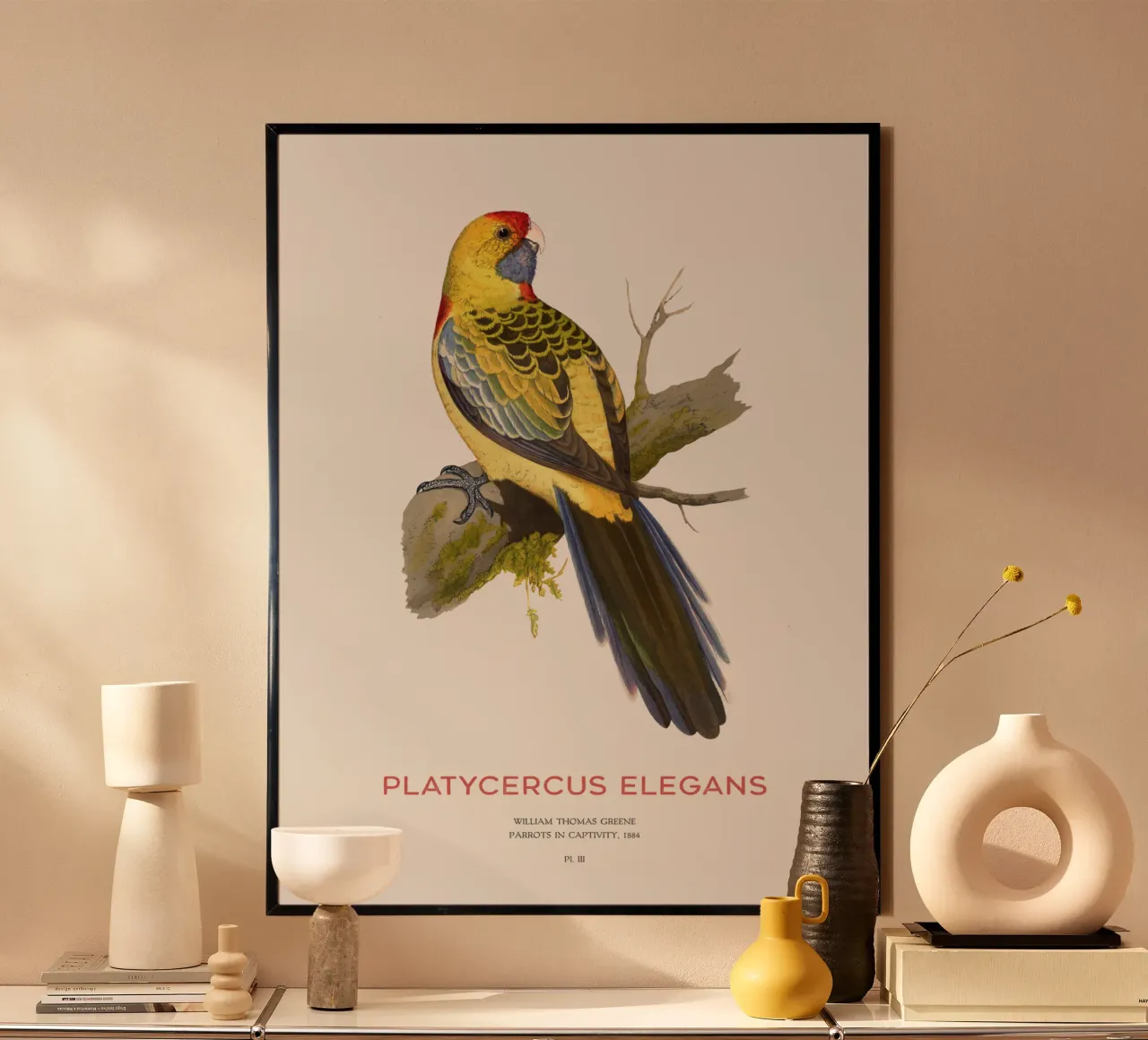 Rosella gialla o Platycercus elegans poster con telaio in alluminio da Vintagrafica