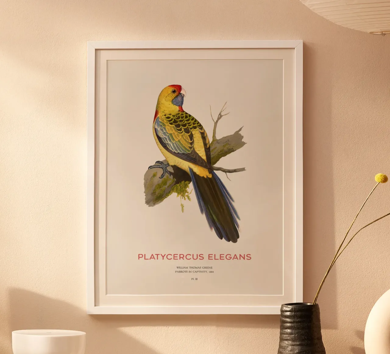 Rosella gialla o Platycercus elegans poster con telaio in alluminio da Vintagrafica
