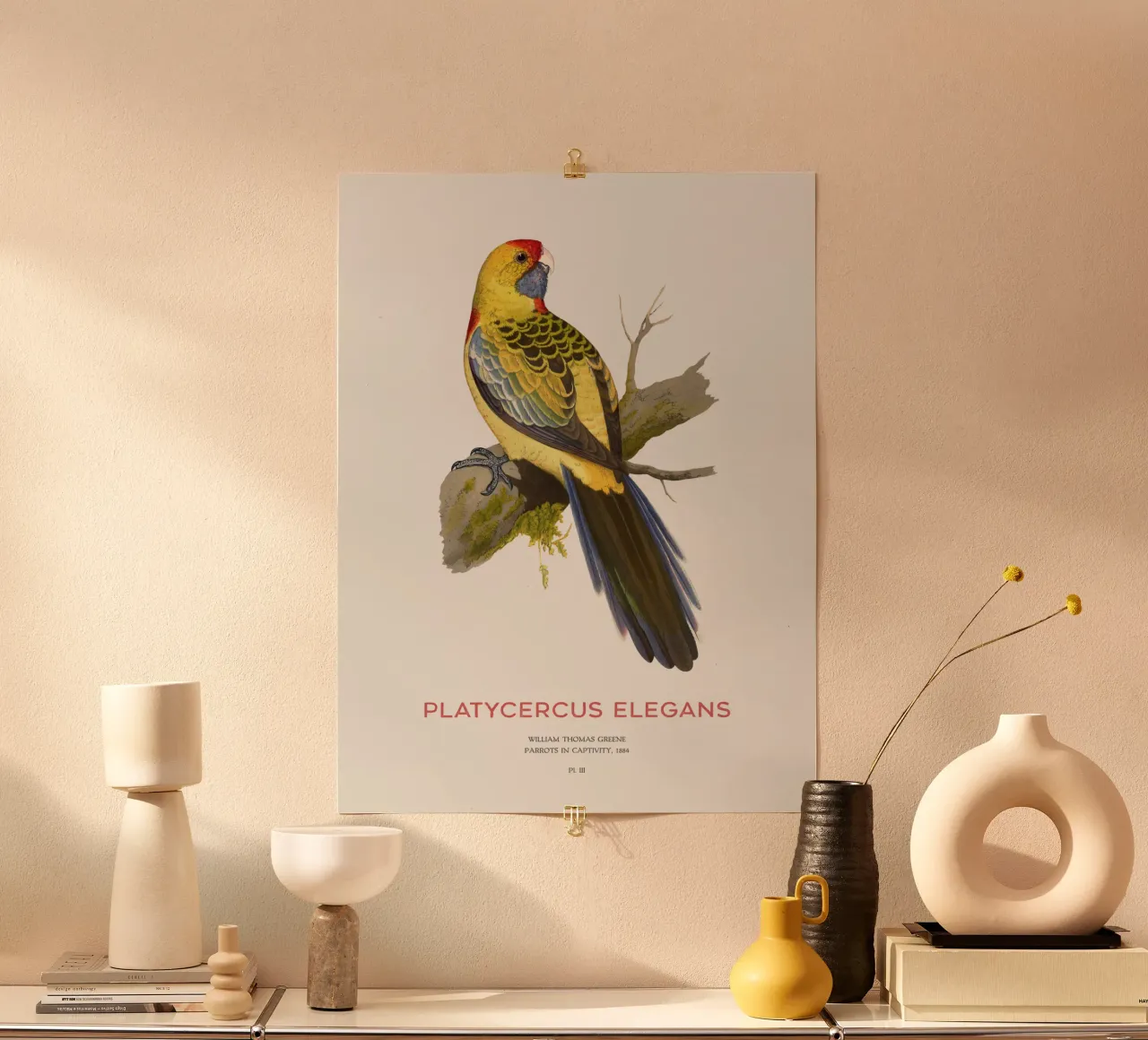 Rosella gialla o Platycercus elegans poster con telaio in alluminio da Vintagrafica