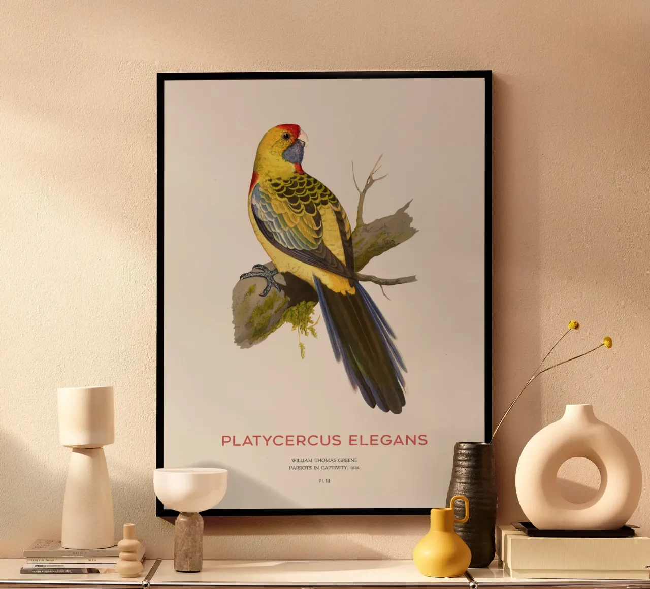 Rosella gialla o Platycercus elegans poster con telaio in alluminio da Vintagrafica