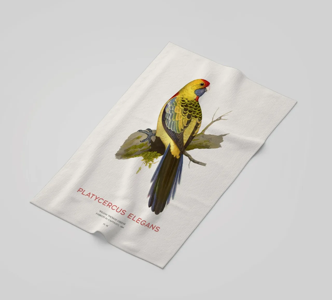 Rosella gialla o Platycercus elegans telo mare da Vintagrafica