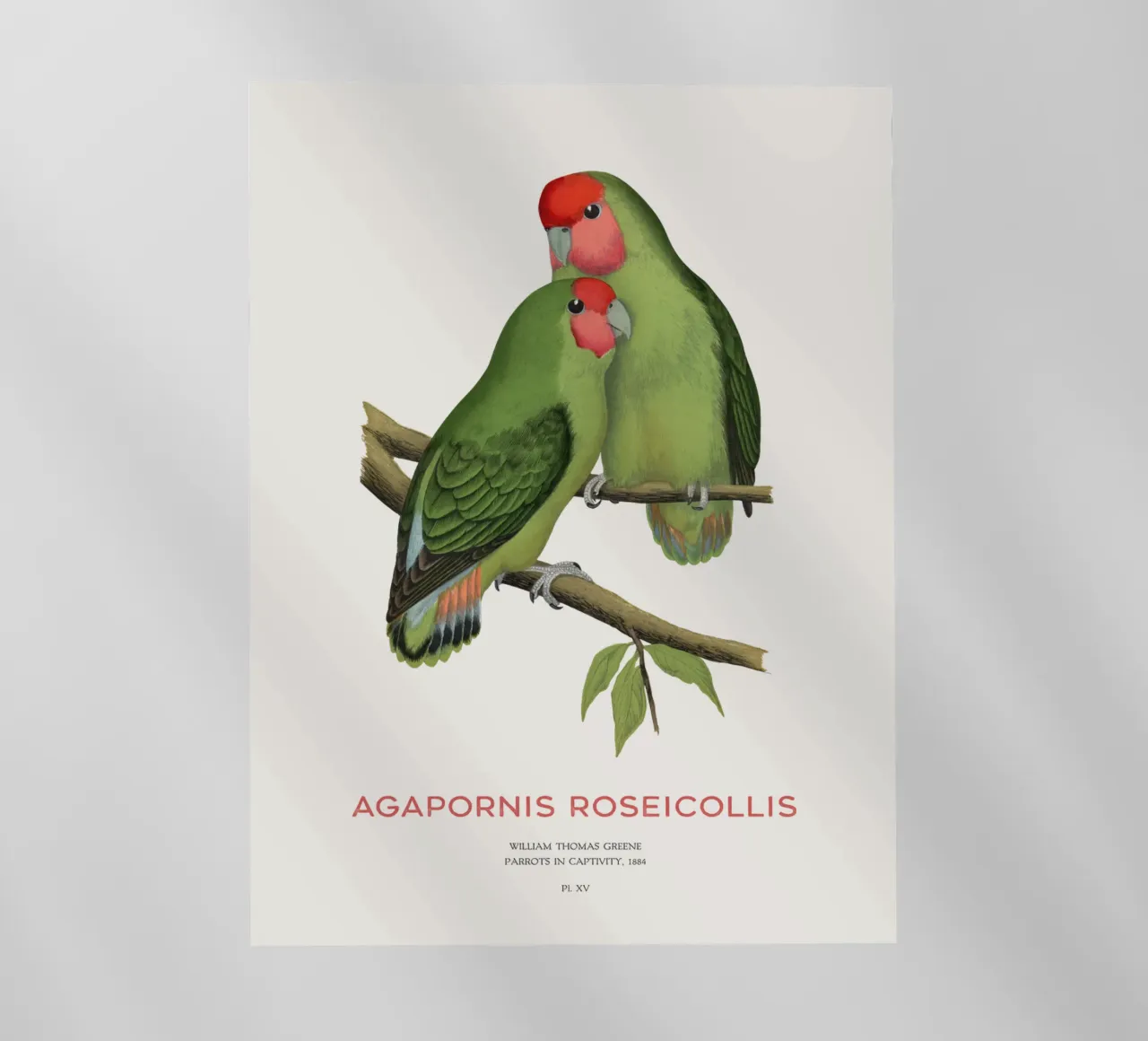 Tourterelle à tête de pêche ou Agapornis roseicollis film rétro-éclairé de Vintagrafica