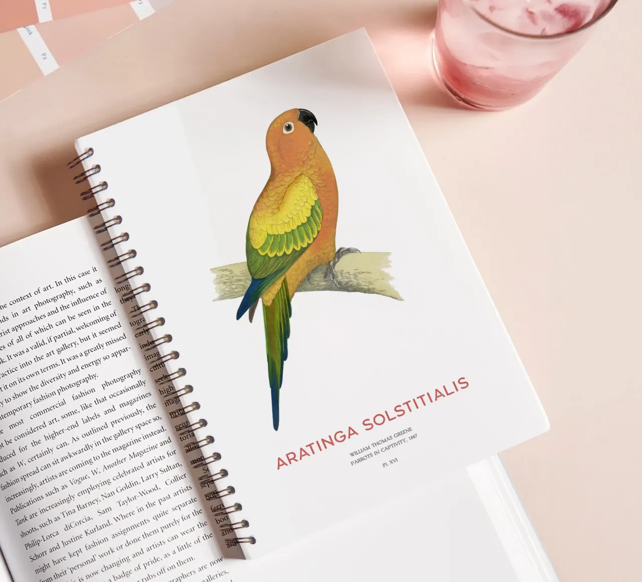 Sun conure or Aratinga solstitialis spiral notebook by Vintagrafica