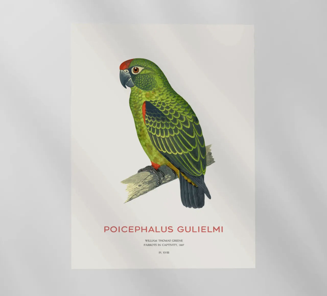 Pappagallo dalla fronte rossa o Poicephalus gulielmi pellicola backlit da Vintagrafica