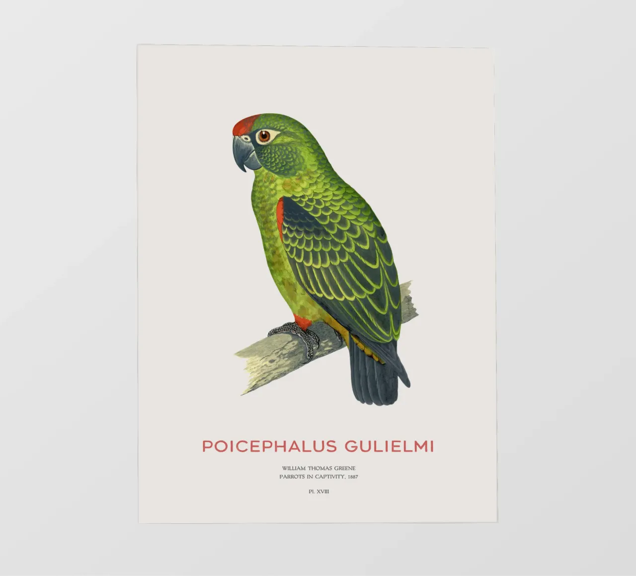 Pappagallo dalla fronte rossa o Poicephalus gulielmi telo in pvc da Vintagrafica