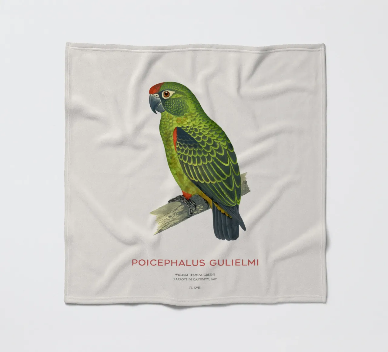 Pappagallo dalla fronte rossa o Poicephalus gulielmi coperta in pile da Vintagrafica