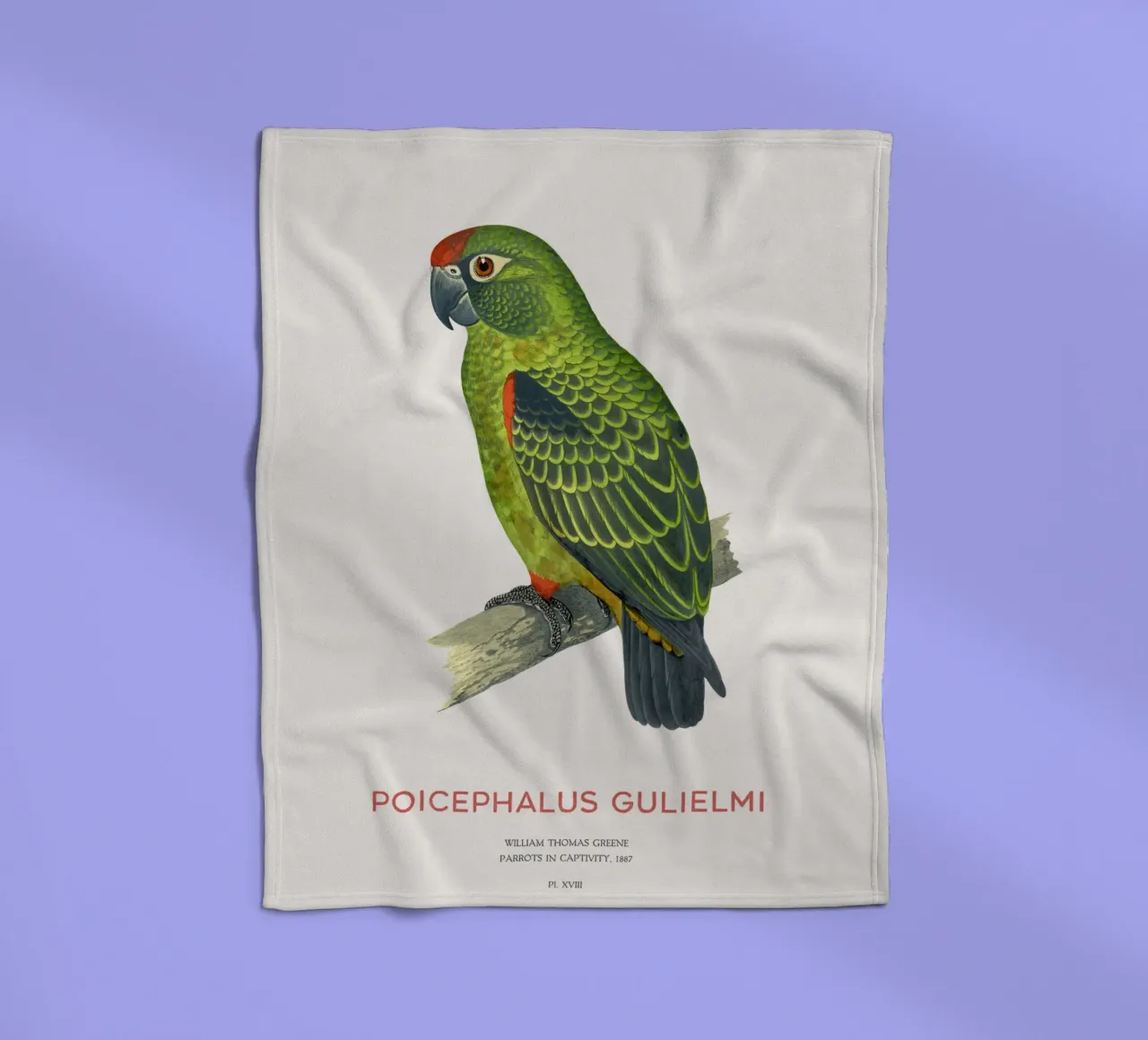 Pappagallo dalla fronte rossa o Poicephalus gulielmi coperta in pile da Vintagrafica