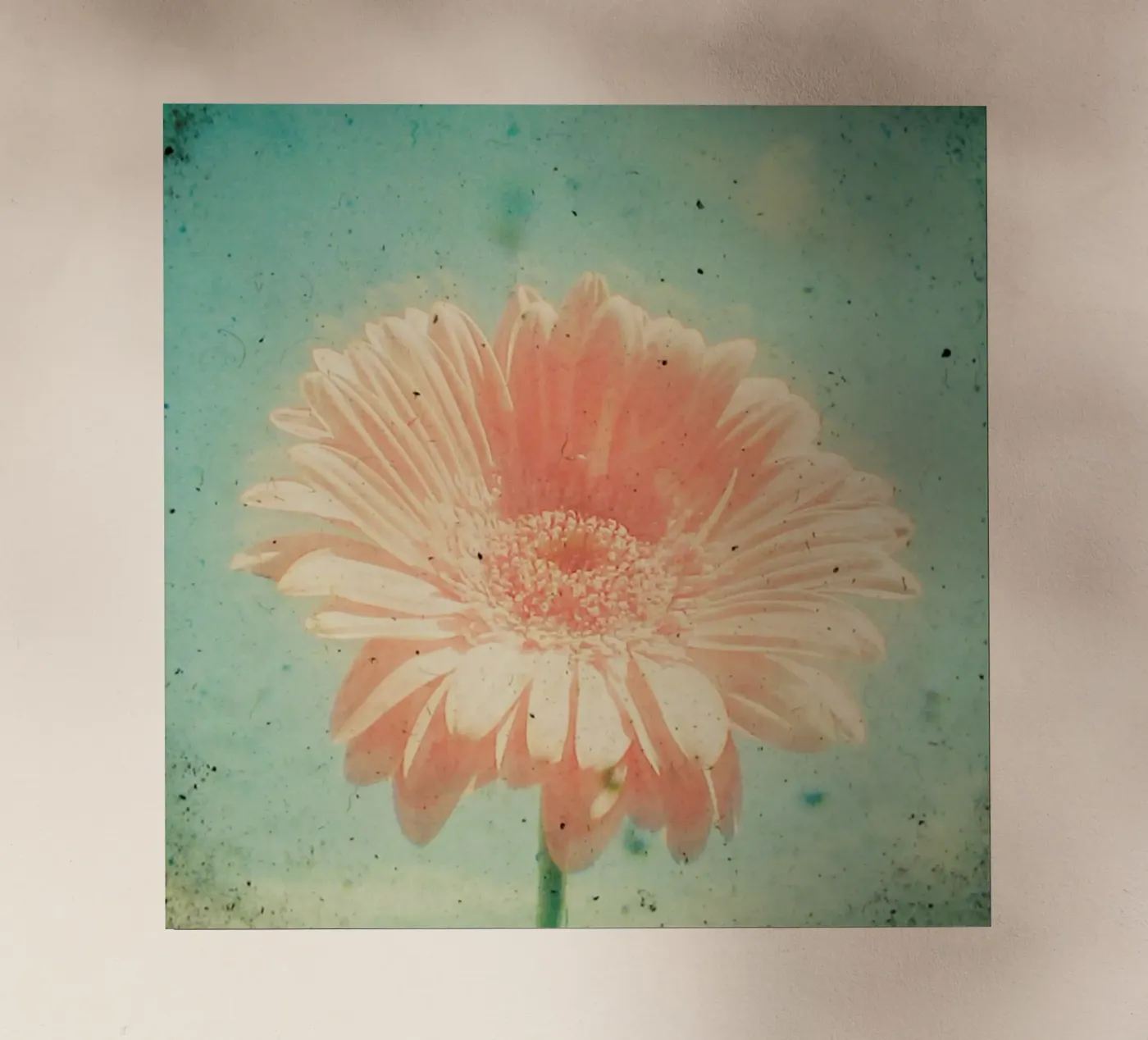 Gerbera backlit folie van Cassia Beck Photography
