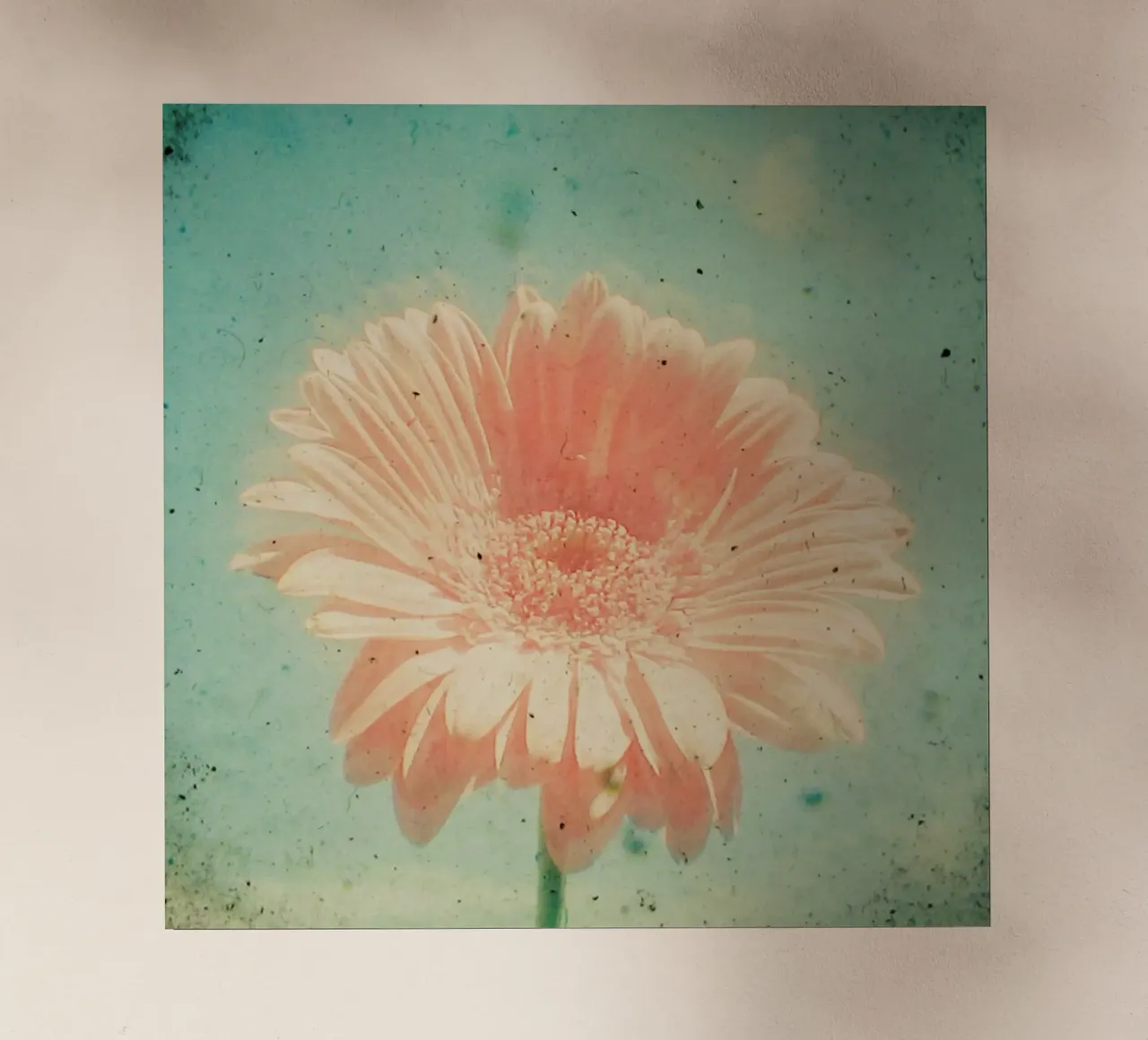 Gerbera pellicola backlit da Cassia Beck Photography